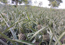 পাহাড়ে হানিকুইন আনারস -এর আগাম ফলনে কৃষকের মুখে হাসি হানিকুইন আনারস