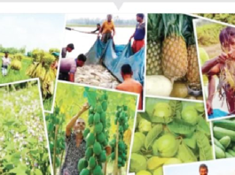 বাংলাদেশের অর্থনীতিতে কৃষি