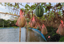 কোটালীপাড়ায় ৩ কোটি ৬০ লাখ টাকার তরমুজ উৎপাদন তরমুজ উৎপাদন