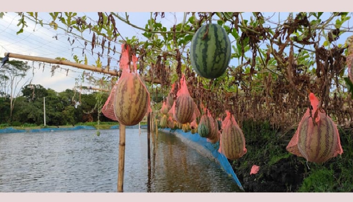 কোটালীপাড়ায় ৩ কোটি ৬০ লাখ টাকার তরমুজ উৎপাদন তরমুজ উৎপাদন