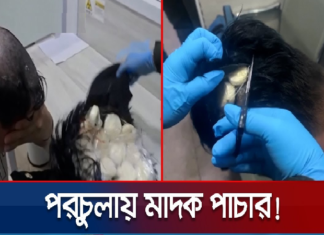 মাথার চুলে করে মাদক পাচার করার সময় আটক মাদক পাচার